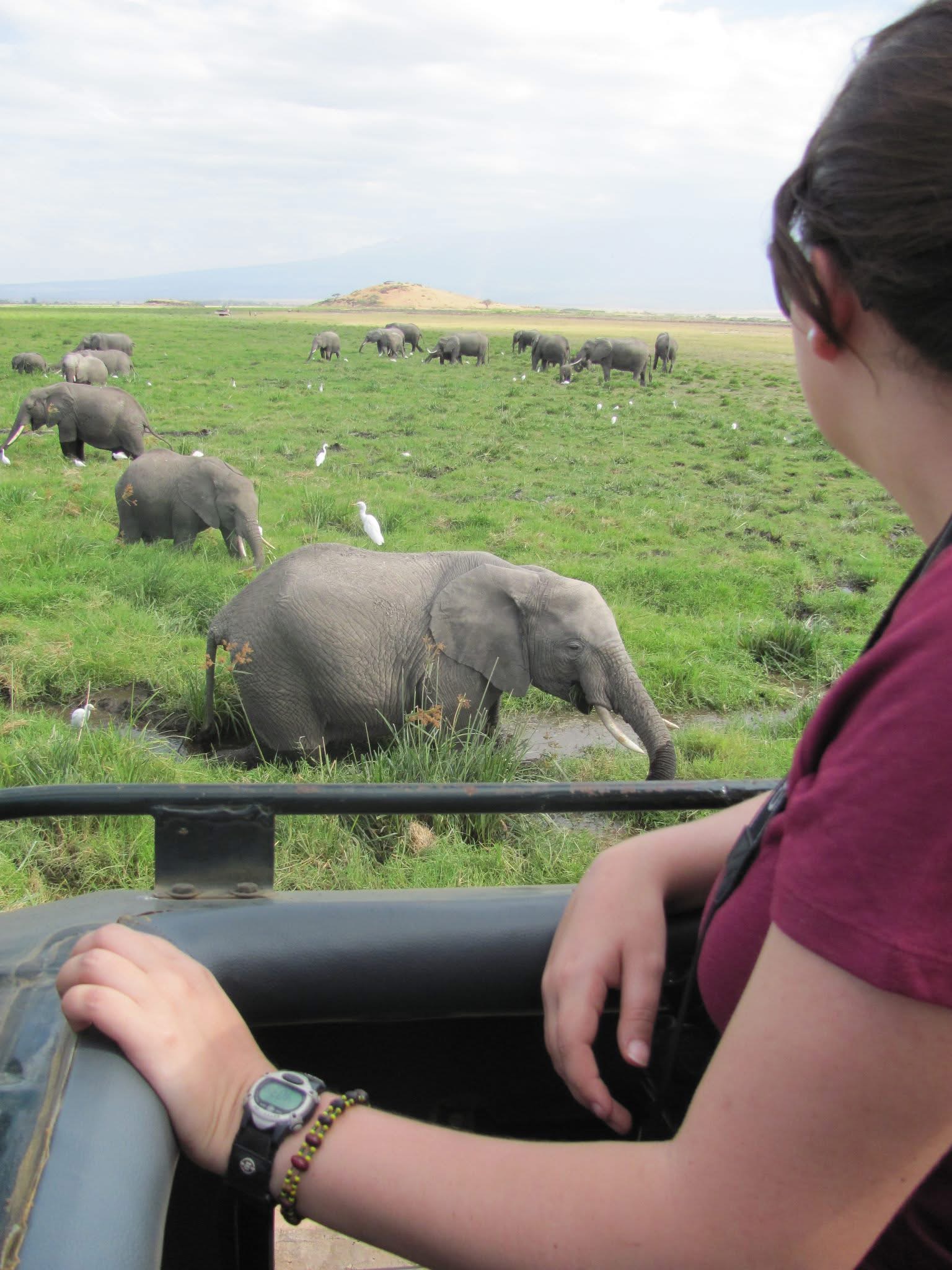 Asha standing through the roof opening of a safari jeep looking at a herd of elephants in Amboseli National Park in Kenya.